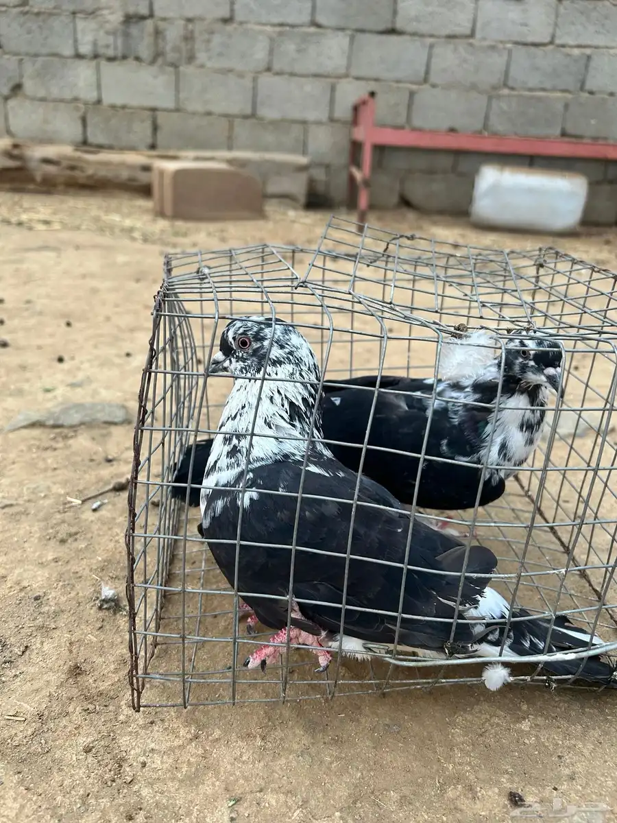 حمام مشكل نضيف من إلا مراض 5