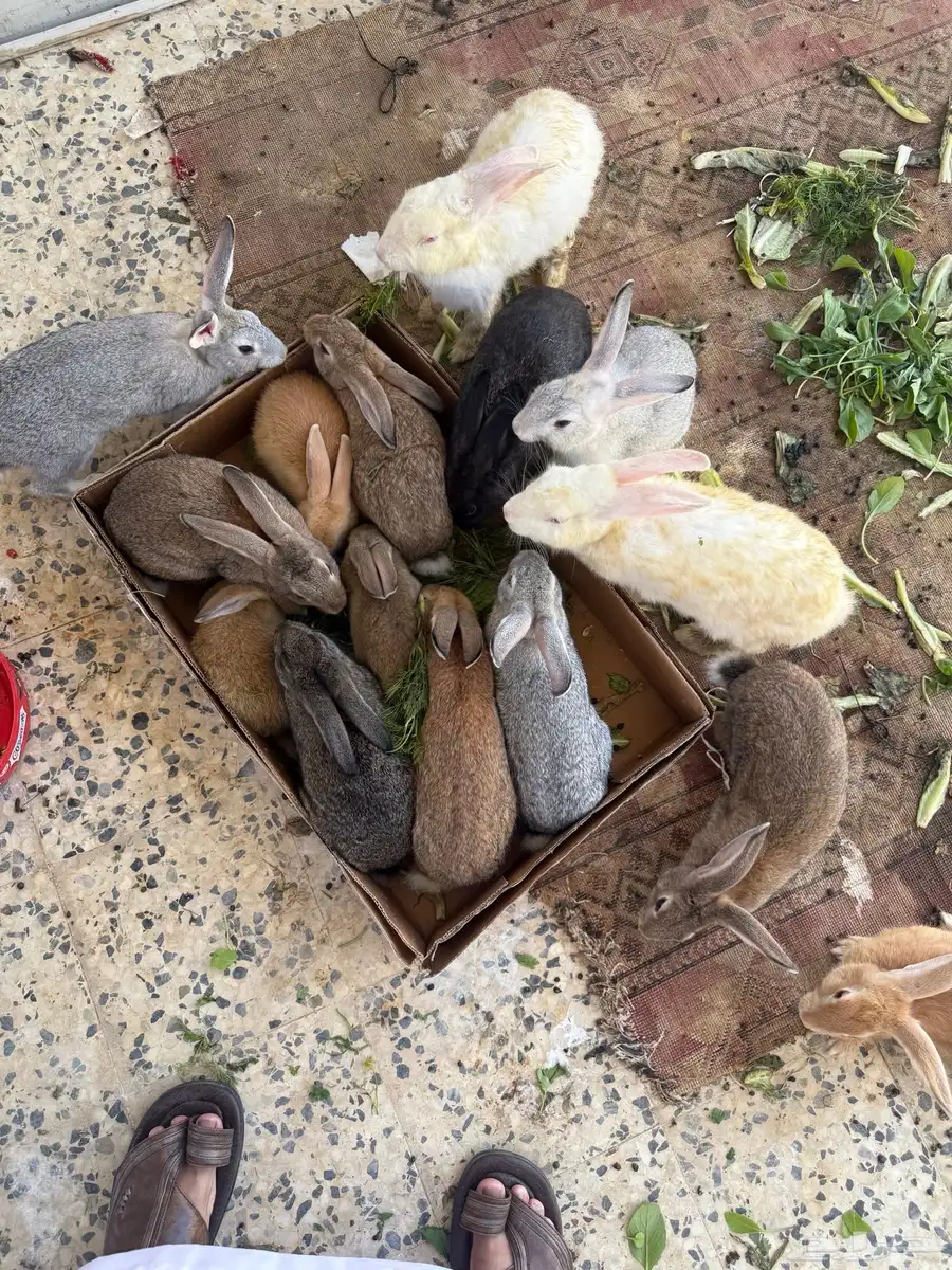 ارانب للبيع 3