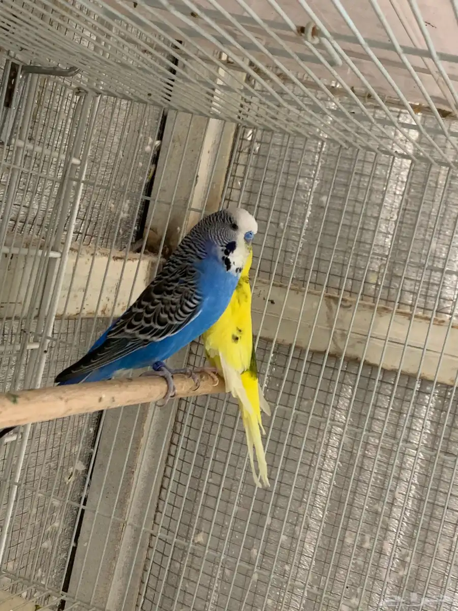 جوز بادجي معه خمس فراخه 0