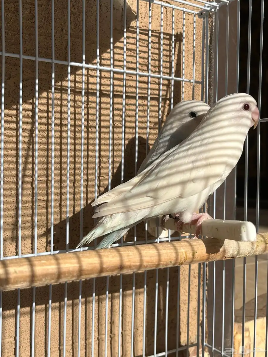 روز 3