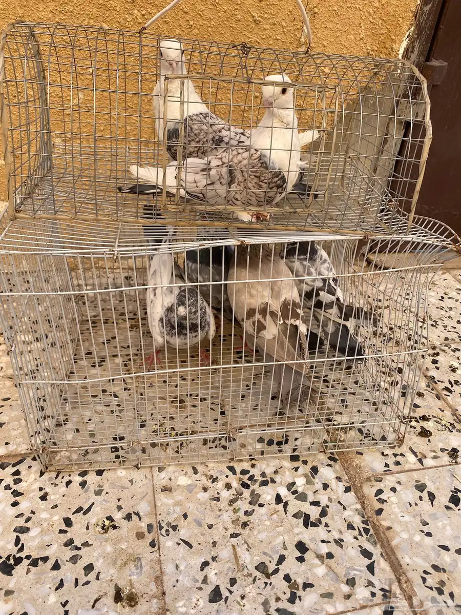 للبيع حمام صحة شرط 2