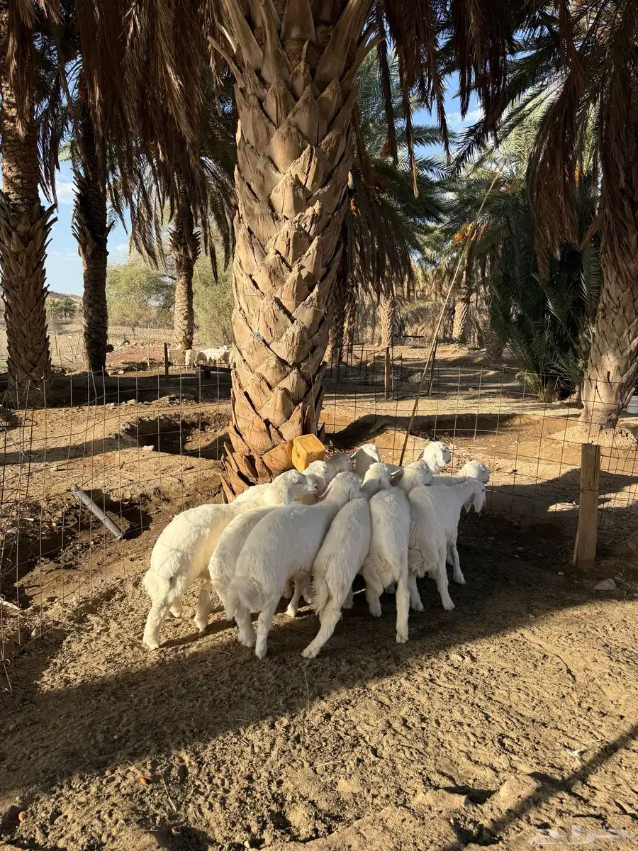 طليان نظيفة ومقفله شحم 1