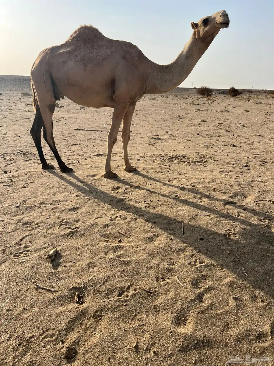 لقحه حبشاء شعلا 1