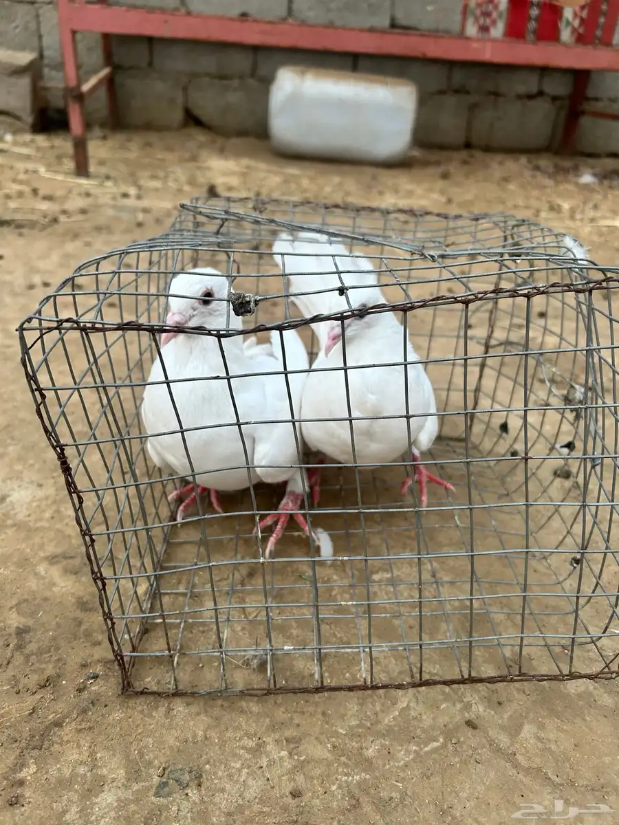 حمام مشكل نضيف من إلا مراض 1
