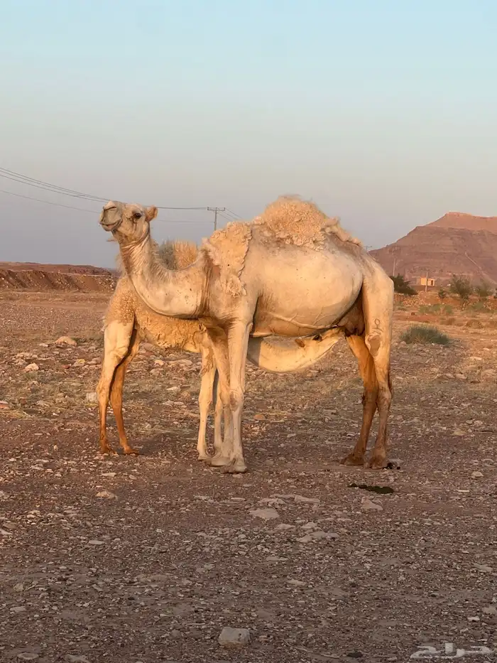 خلفه وضحى تحتها عمرها فوق ثمان شهور 2