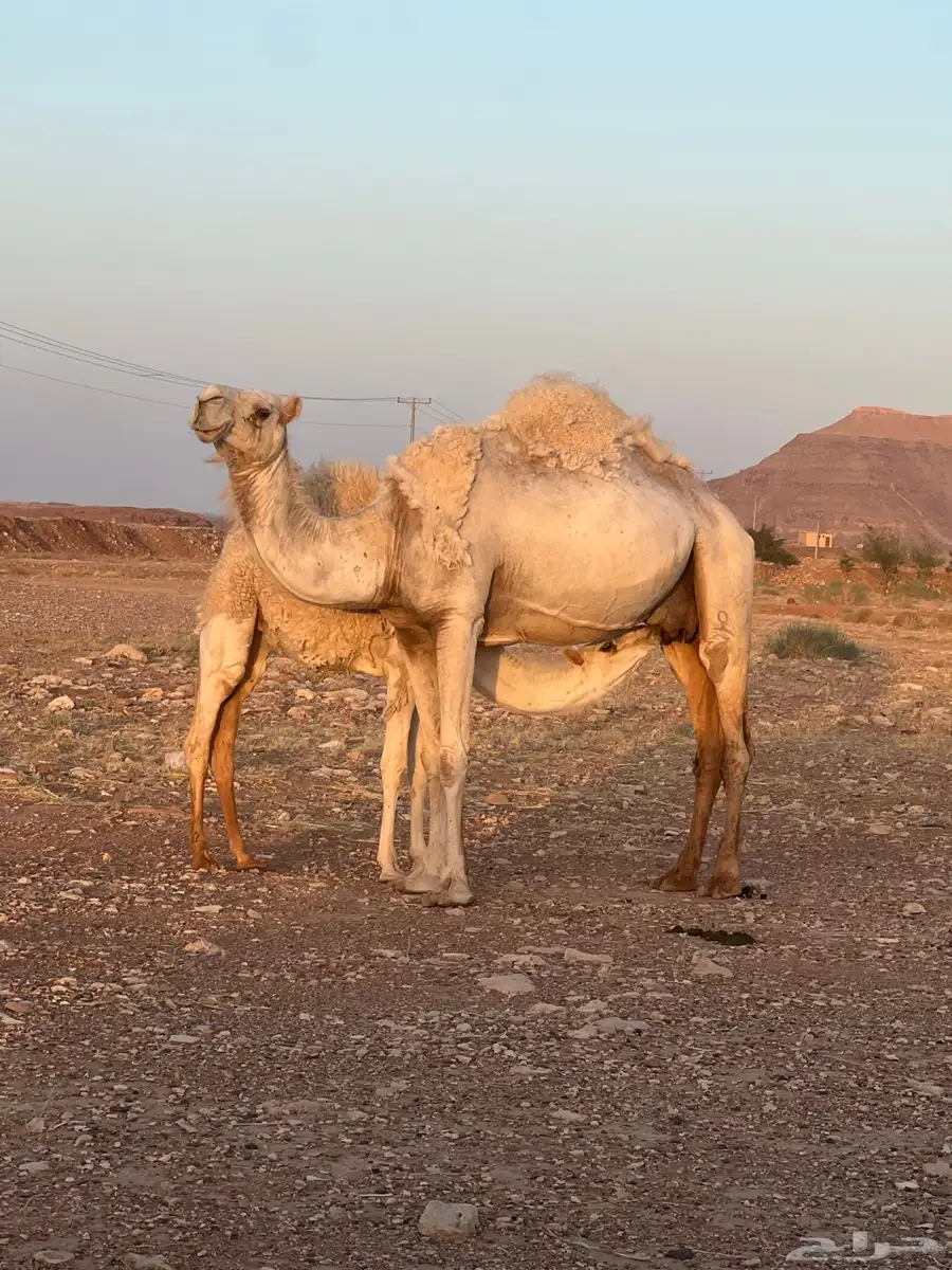خلفه وضحى تحتها عمرها فوق ثمان شهور 2