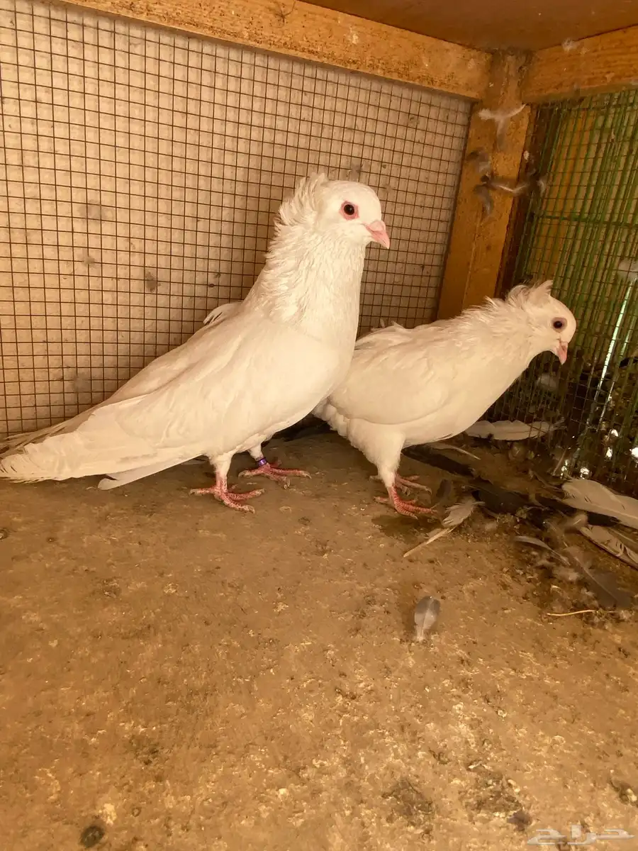 الرياض السويدي 2