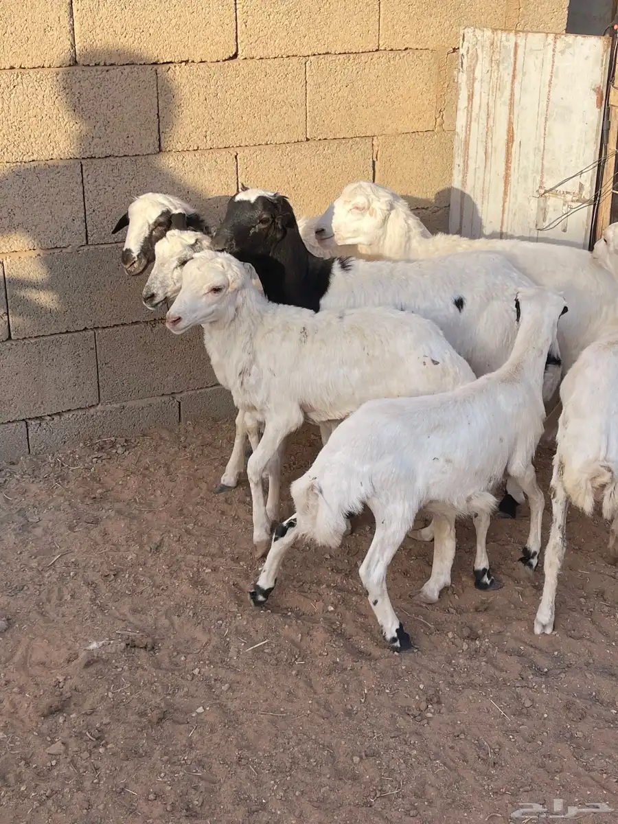 بهم رفيدي 3