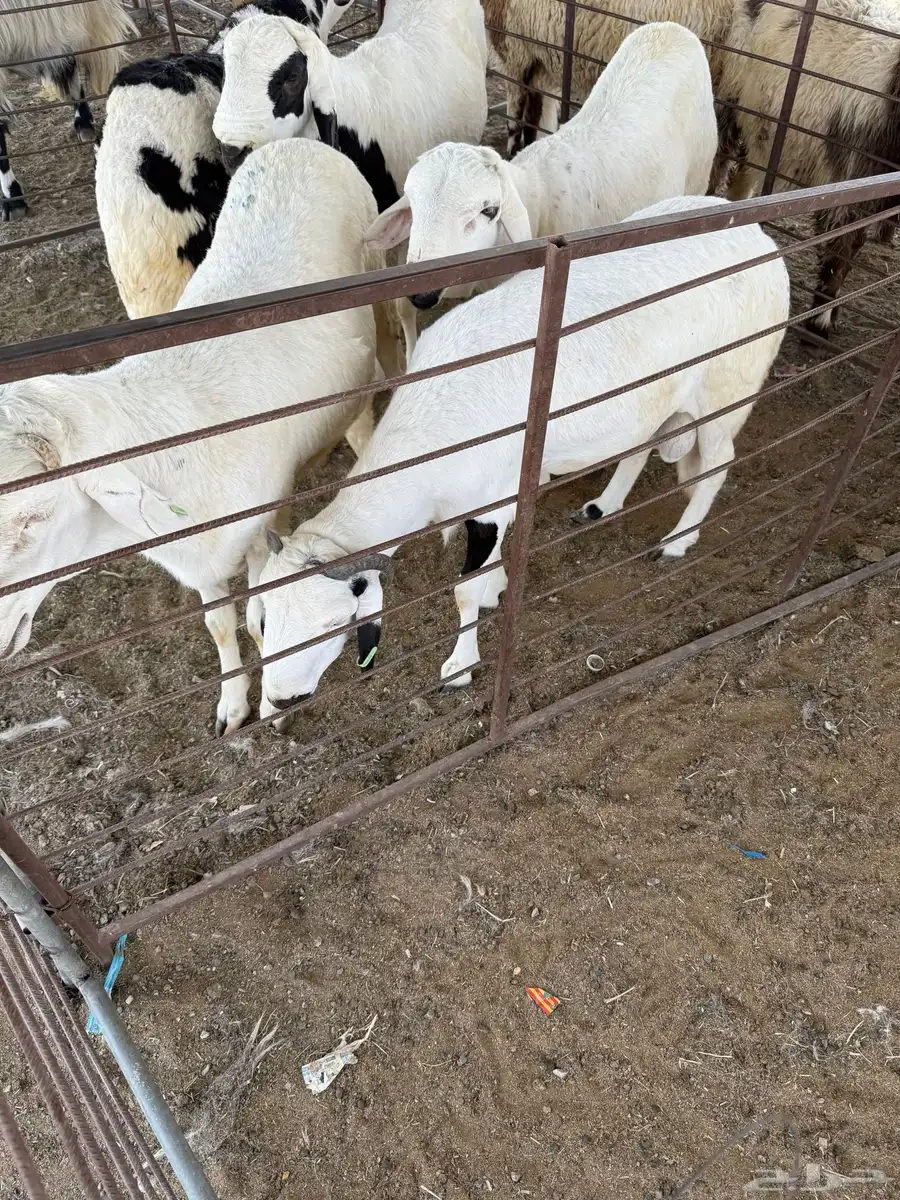 للبيع غنم حريات وسواكن وتيوس 3