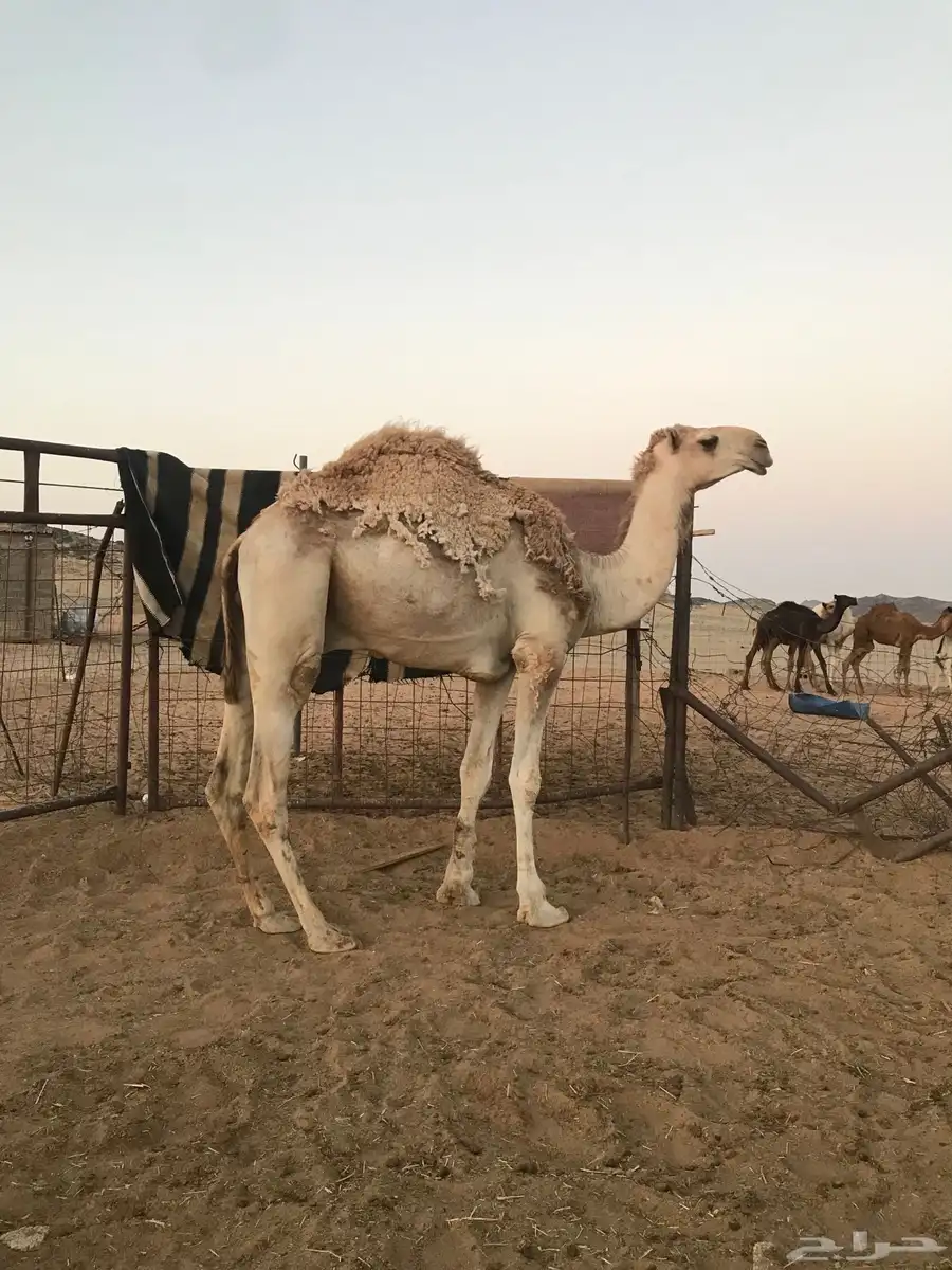 قعود لقي على طيحان ابن وديد 0