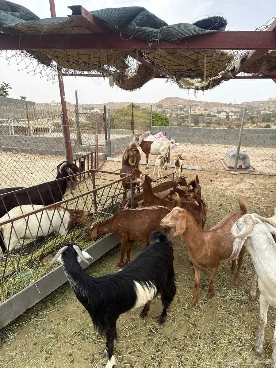 معزا متابيع و دفيع 1