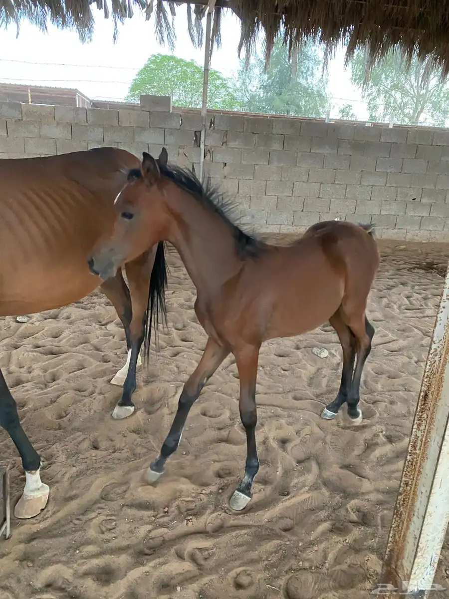 مهر واهو لم يسجل يحق للمشتري التسميه والتسجيل 4