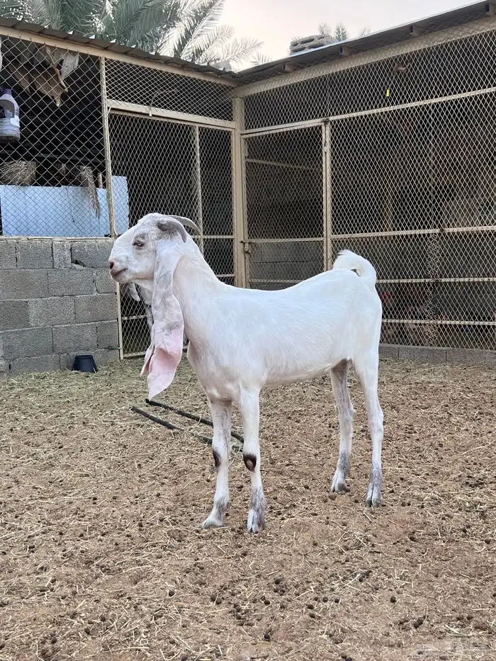 جفرتين مشروكة بيض منوه القناي 4