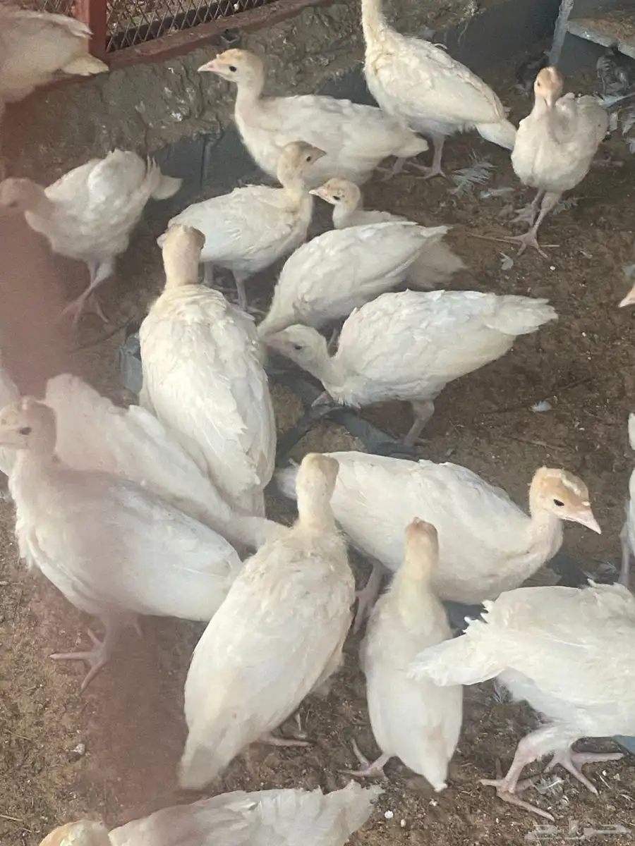 صوص رومي فرنسي الابيض حجم طيب العمر شهر الموقع طبرجل 0