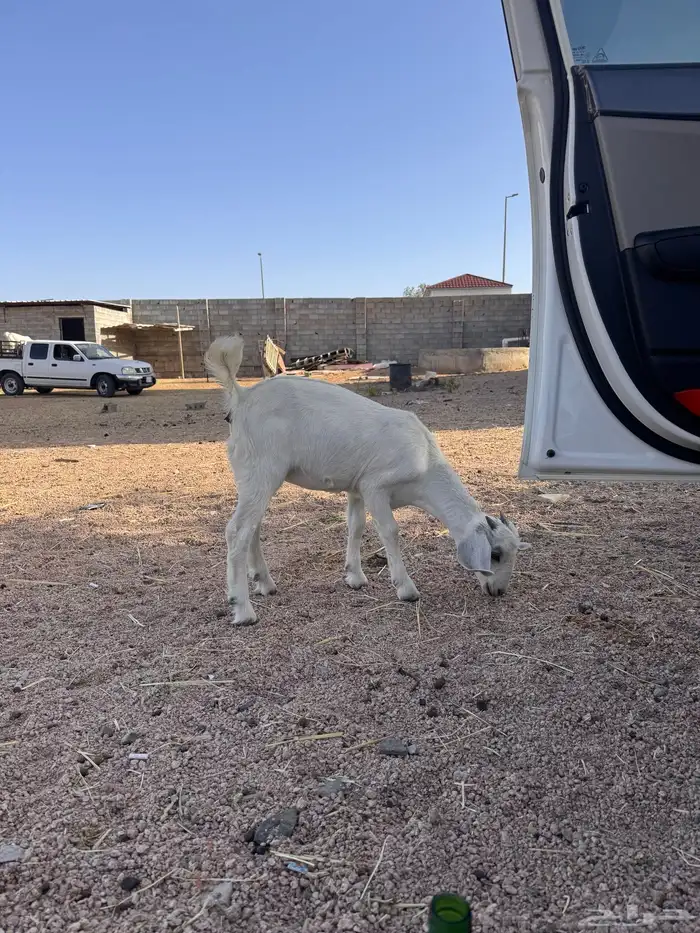 جفره مندي 8