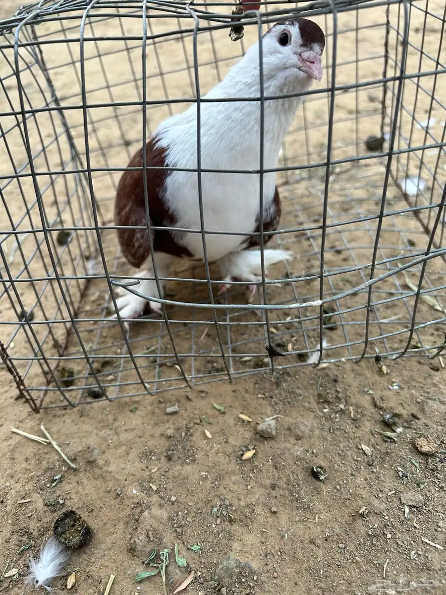 حمام مشكل نضيف من إلا مراض 15