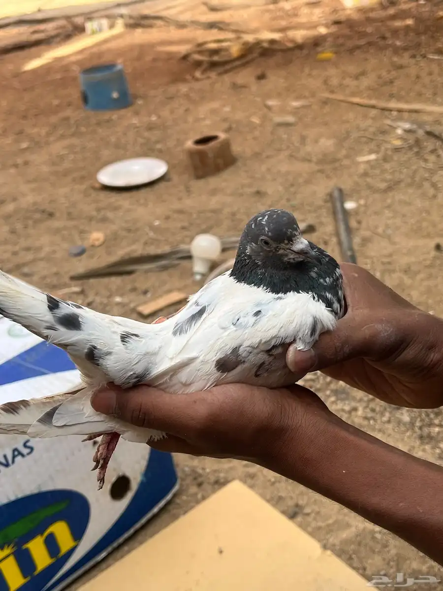 حمام باكستاني 11