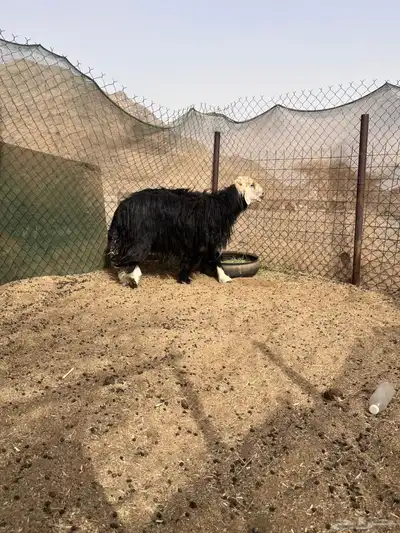 فحل نجدي صنف مشروط 10