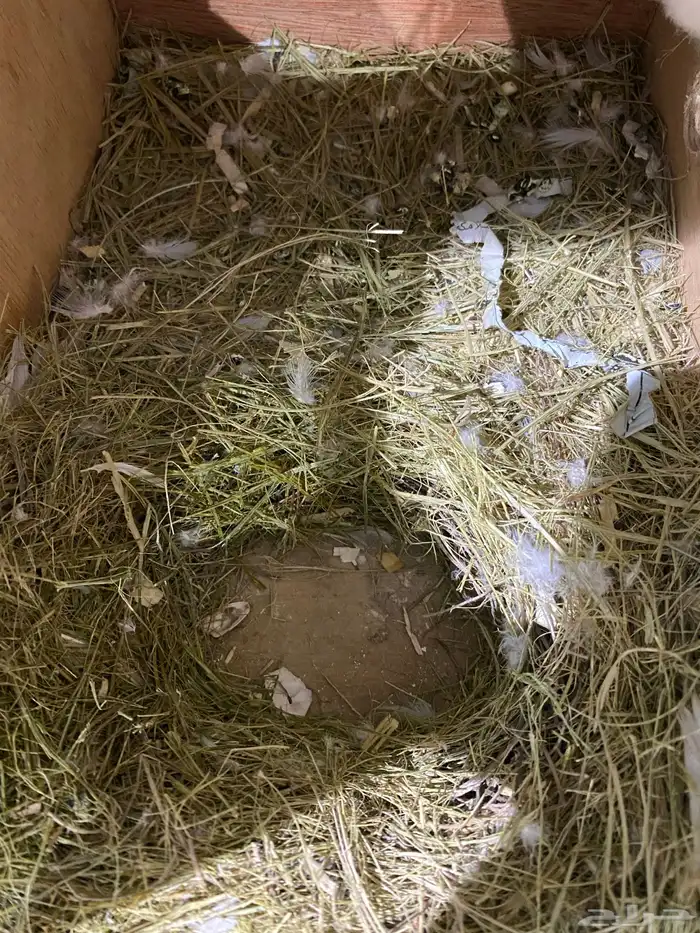 جوز روز منتج و جاهز تم البيع 10