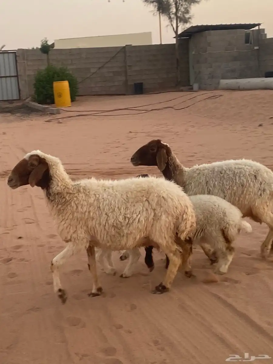 شياه مواليد 1