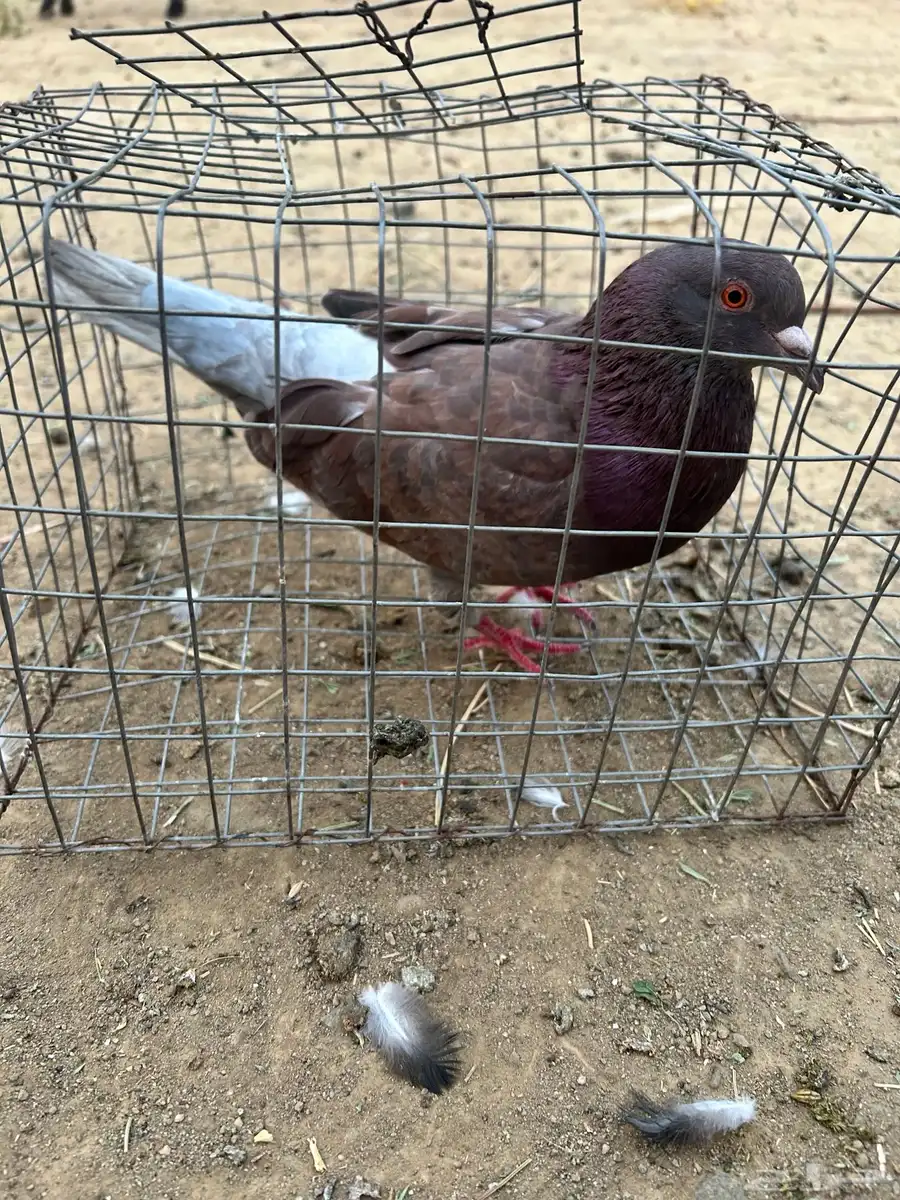 حمام مشكل نضيف من إلا مراض 13