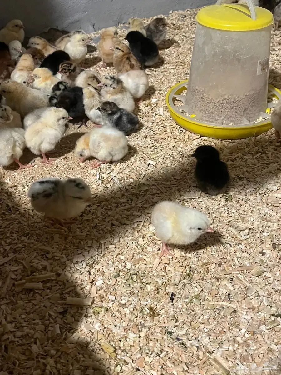 صوص بلدي 1