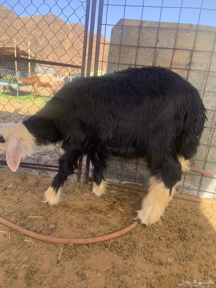 ذبيحة نجدي 2