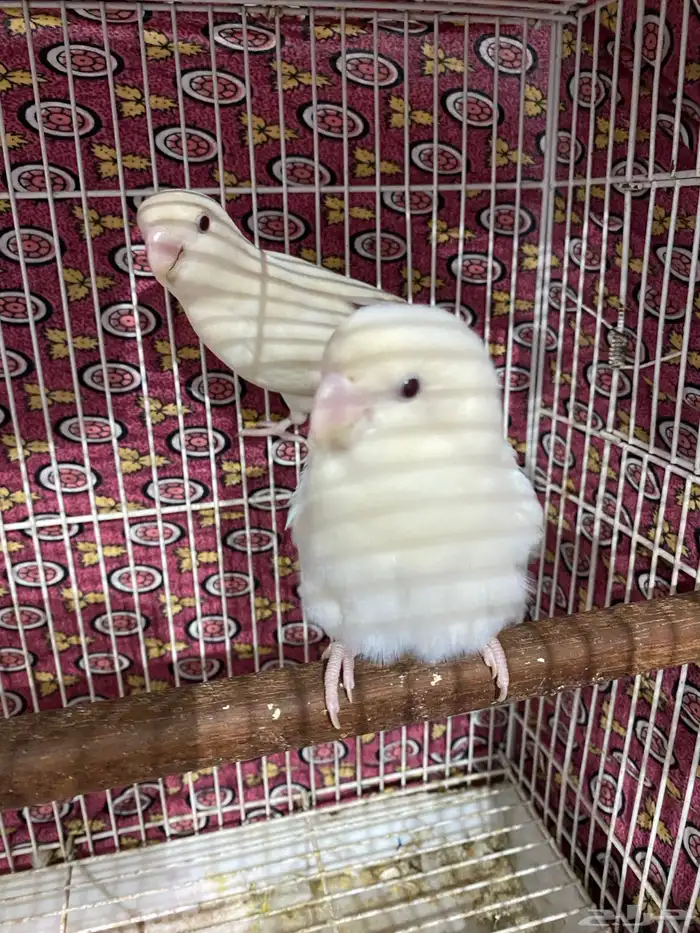 جوز روز منتج و جاهز تم البيع 4