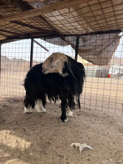 فحل نجدي صنف مشروط 9