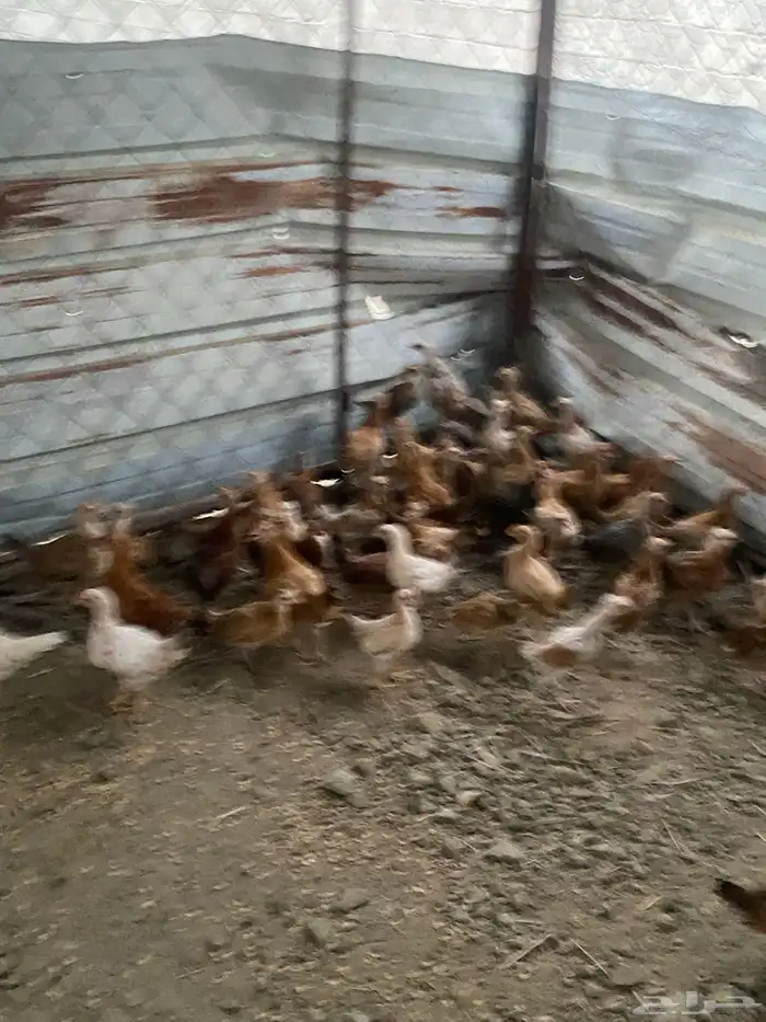 دجاج بلدي للبيع 6