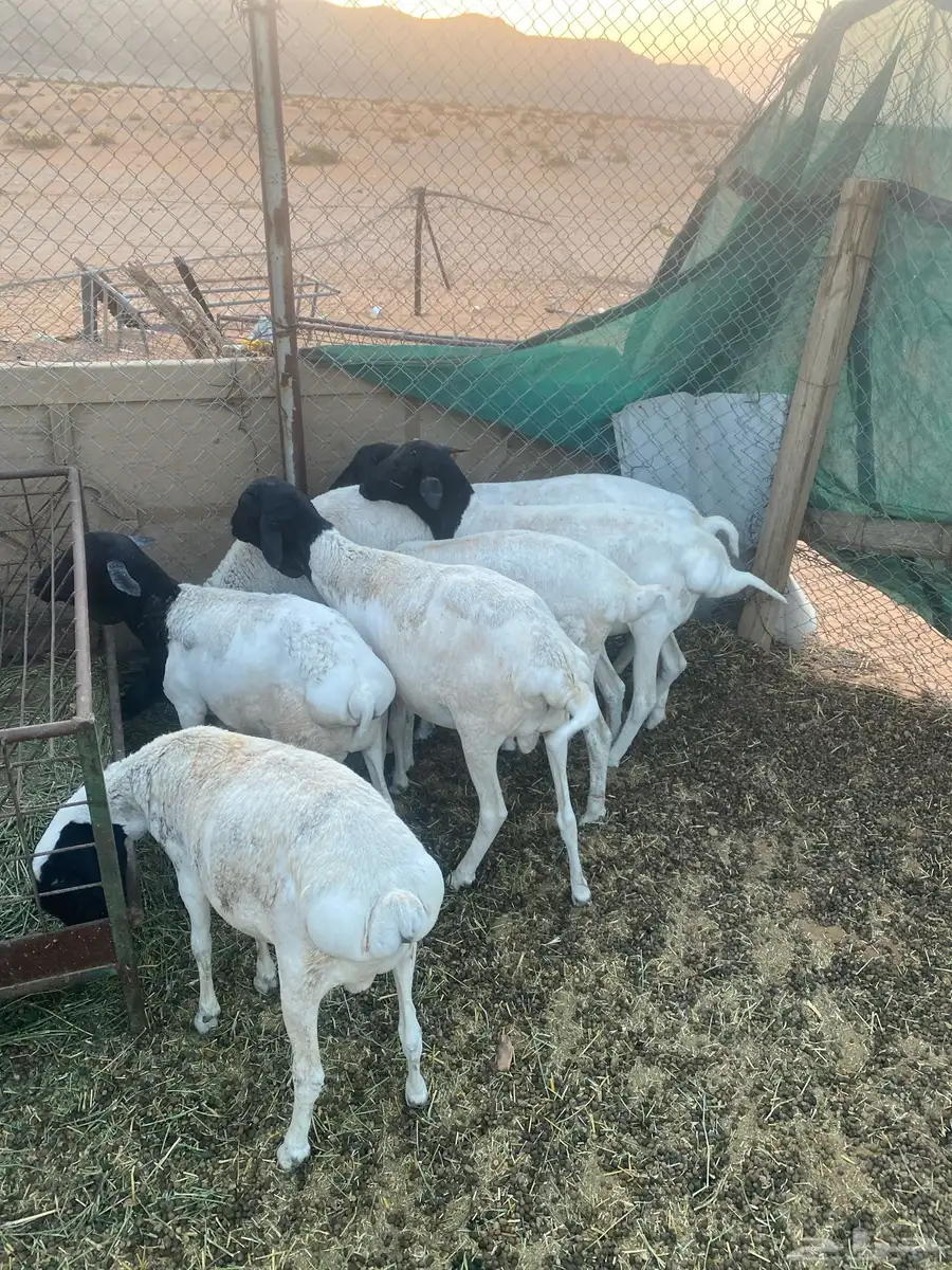 برابر تربيه 3 شهور لحمها طيبه وسمان 0