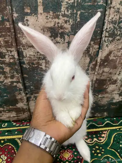 ارنب الييع 0