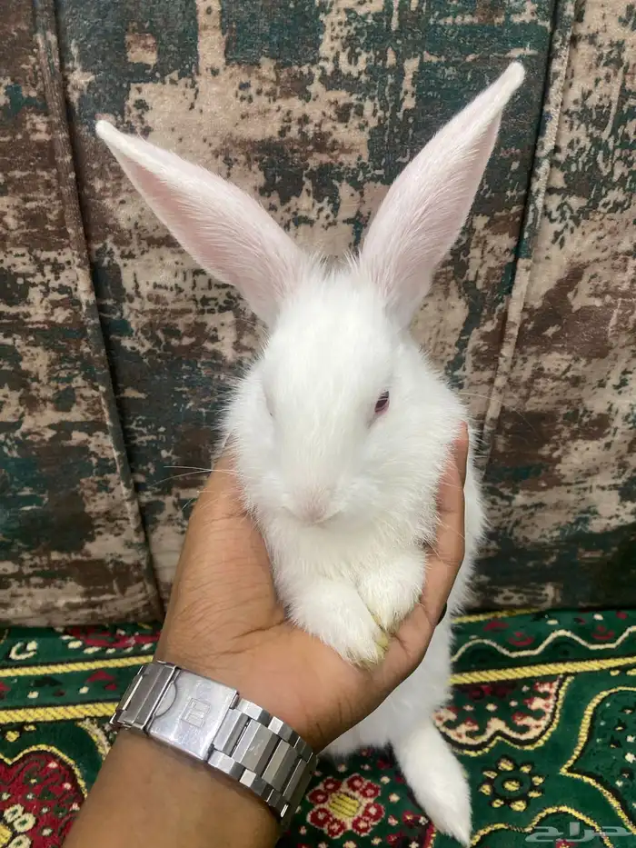 ارنب الييع 0
