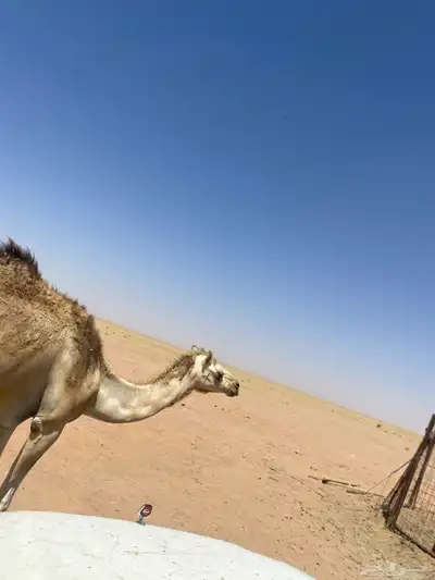 بكره جذعه طيبه 0