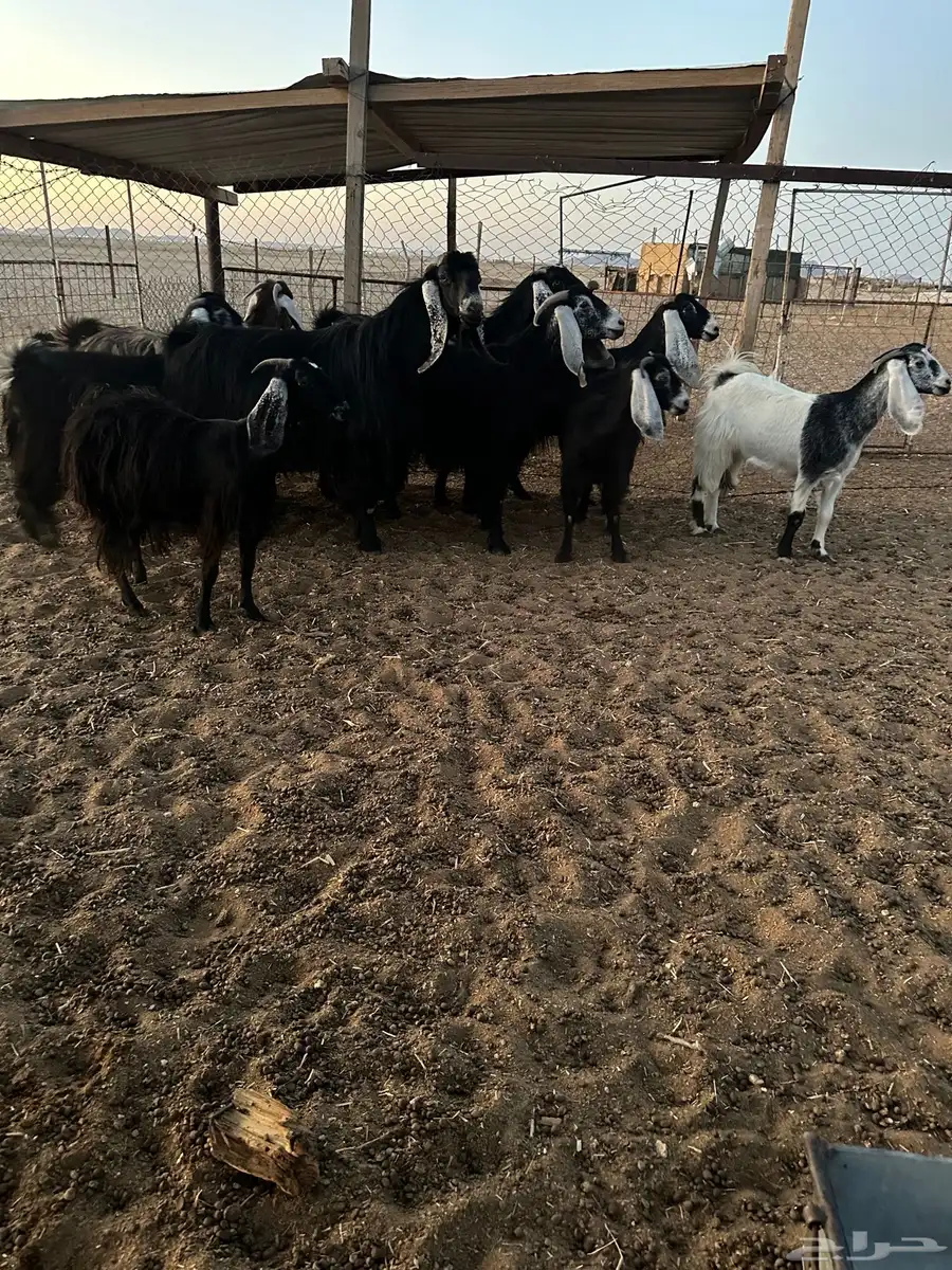 معزا طيبه 0
