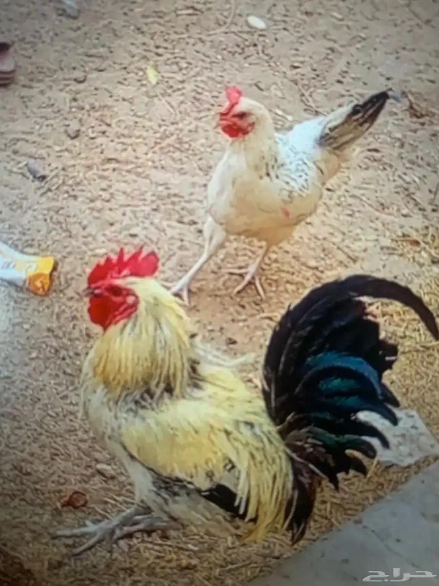 للبيع دجاجه وديك وعليه فروخ ثلاث دجاج واثنين اديكه 1