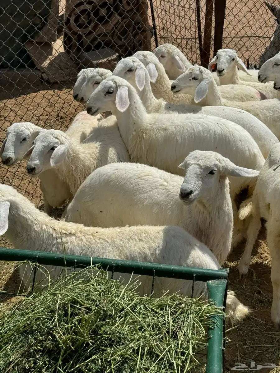 طليان حريه 0