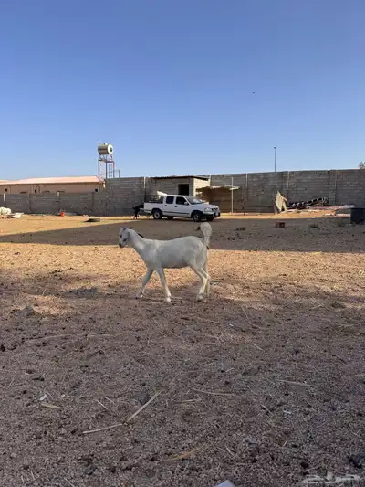 جفره مندي 7
