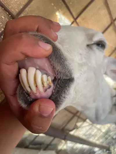 شاه حريه متبع 3