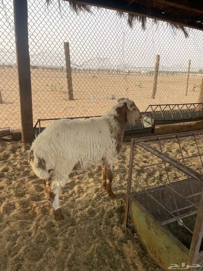 خروف مهجن 0