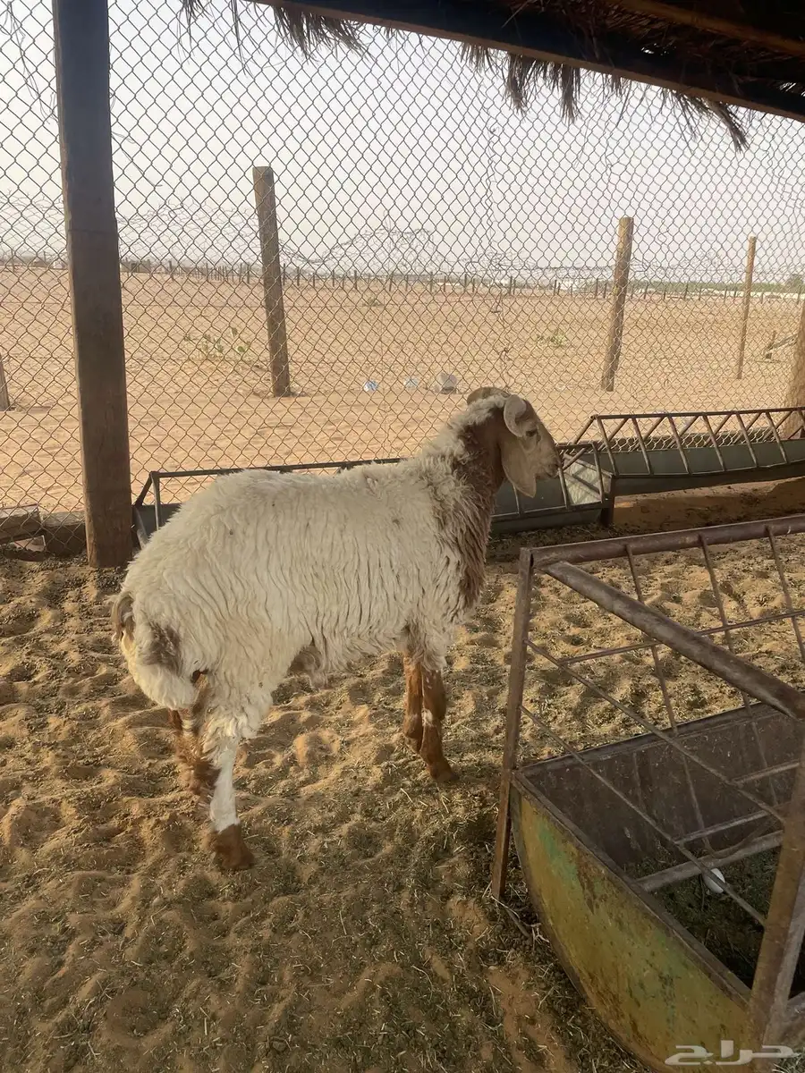 خروف مهجن 0