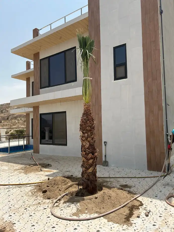 نخل للبيع الجنوب خميس مشيط ابهاء محايل عسير 0