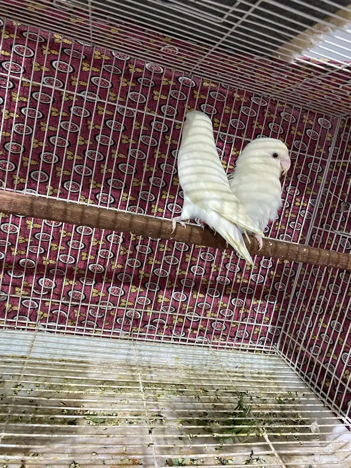 جوز روز منتج و جاهز تم البيع 6