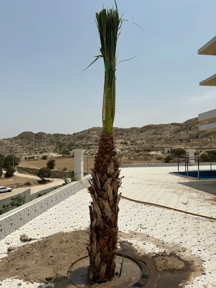 نخل للبيع الجنوب خميس مشيط ابهاء محايل عسير 2