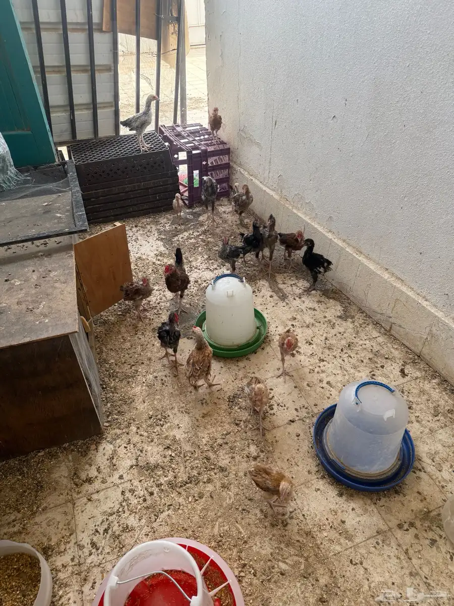 دجاج 0