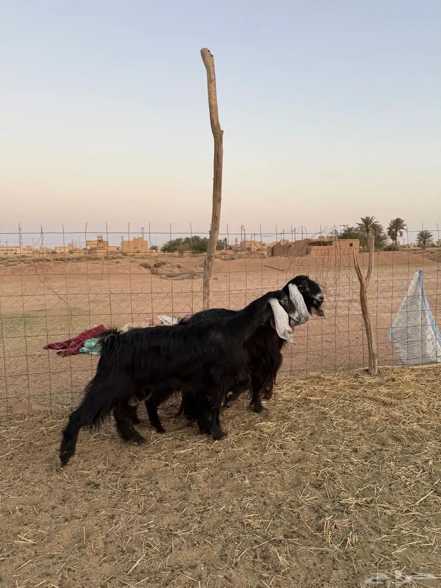 معزاء مواليد 0