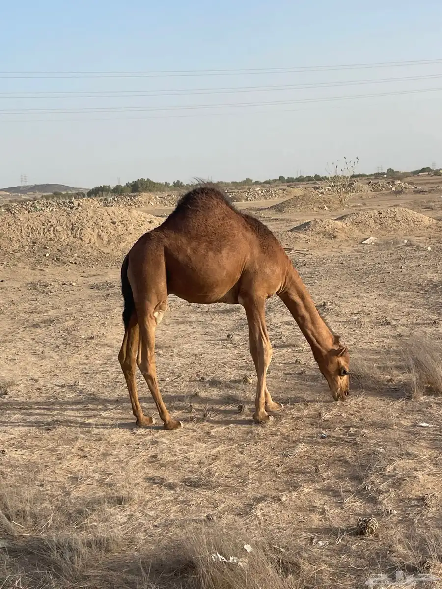 قعود يصلح مشروع فحل 1