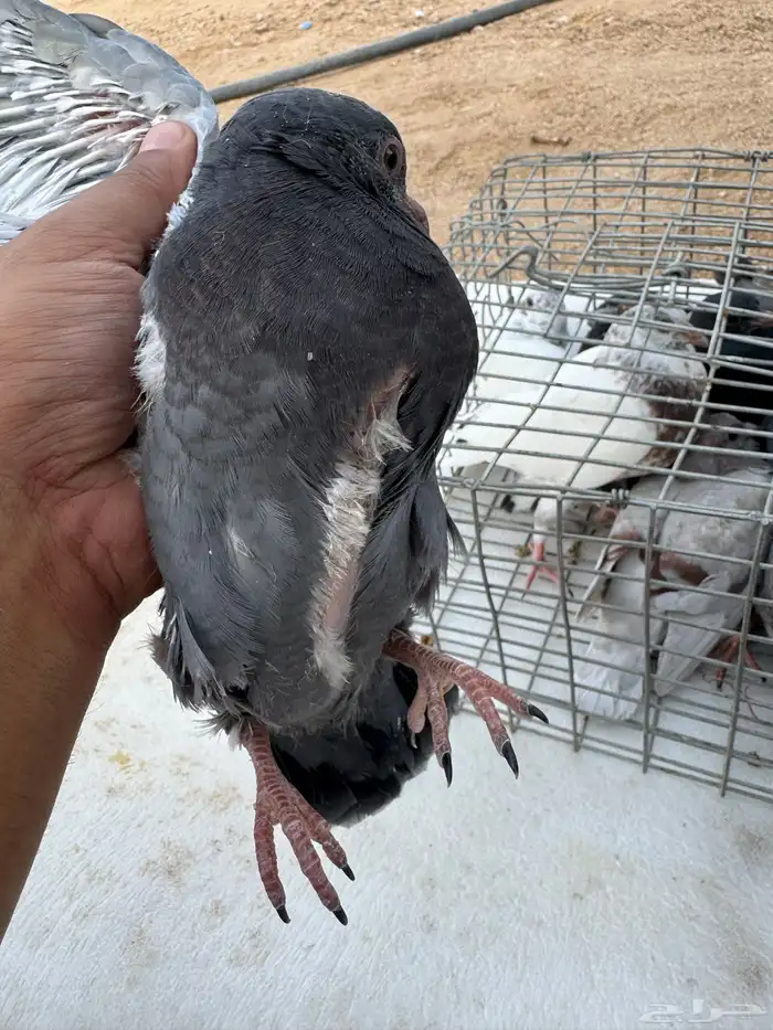 فروخ حمام بلدي 1