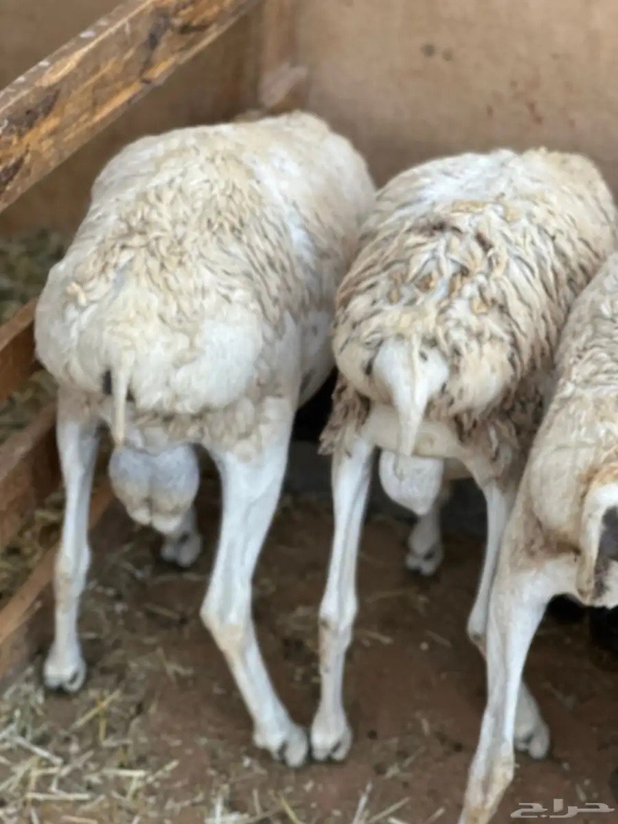 برابر جذعان مرآبي طب وتخير 5