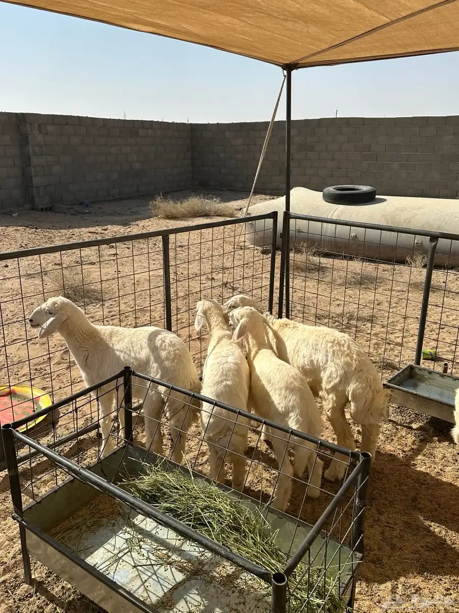 رخال صنف نضاف للبيع 1